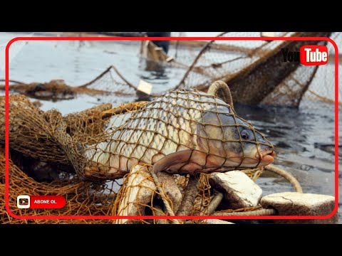 Video: Şatskoe su anbarı: ekologiya, balıqçılıq