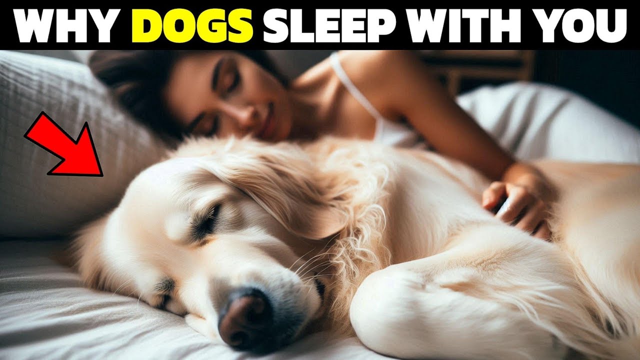 Why Does Your Dog Sleep With You? 9 Reasons You'll Love - YouTube