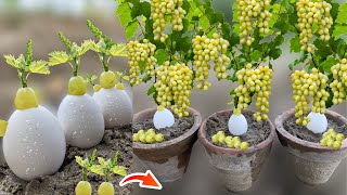 How To Grow Grapes From Grape Fruit in Eggs Using Banana | How To Plant Grapes | Growing Grapes
