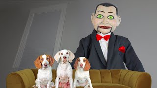 Dogs vs Demon Doll Billy from Dead Silence: Funny Dogs Maymo, Potpie &amp; Indie Not Scared of Prank