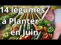 Potager de juin  que planter 