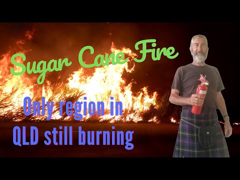 Video: Varför bränner de sockerrörsfält?