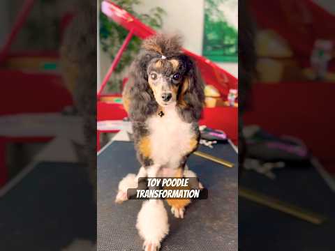 Toy Poodle Transformation #puppy #strangerthings #toypoodle #poodle