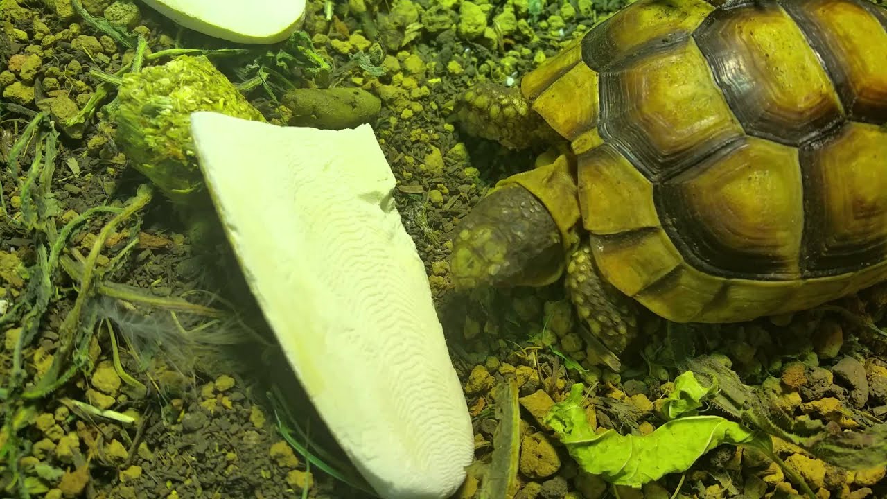 Tortue mange os de seiche graines-de-tortue.com - YouTube