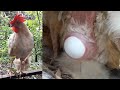 chicken laying an egg
