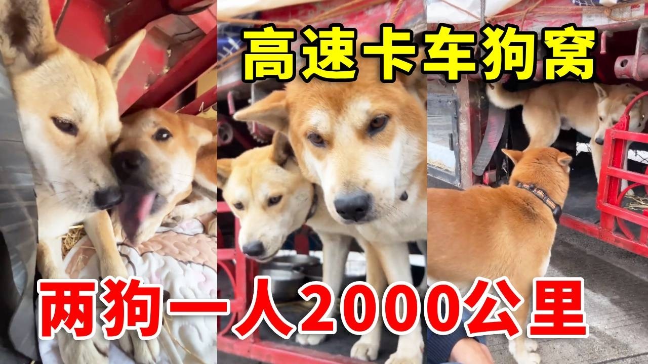 中国卡车司机在卡车上修建狗窝，两只狗狗陪伴司机一年几十万公里路程#中华田园犬 #pets #老友狗狗 #animals #黃狗 #饲养员日常 #funny