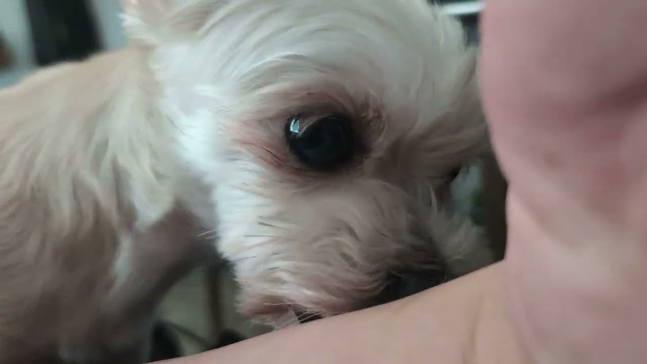 the tale of two lickers | dog lick ASMR