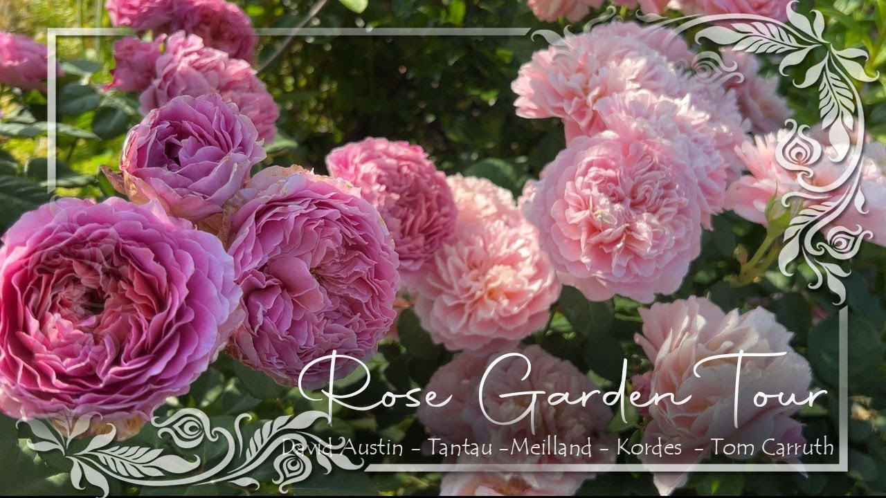 Rose Garden Tour Part 1 • Eustacia Vye, Eisvogel, St Swithun • David Austin, Kordes & Tantau Roses