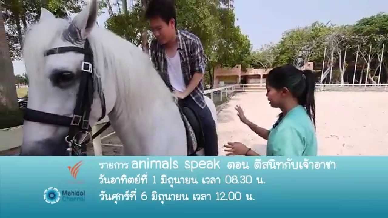 (PV) Animals Speak : ตีสนิทกับเจ้าอาชา (1 มิ.ย. 57) รวมเรื่องน่ารู้ของม้า สายพันธุ์ การดูแลรักษา