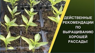 ЧТО НУЖНО УЧЕСТЬ ПРИ ВЫРАЩИВАНИИ РАССАДЫ И КАК ПРИ ЭТОМ СУЩЕСТВЕННО СЭКОНОМИТЬ!