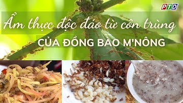 Ẩm thực độc đáo từ côn trùng của đồng bào M