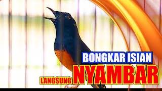 Download Lagu MURAI BATU BONGKAR ISIAN, PANCINGAN MURAI BATU DIAM MACET BUNYI JADI EMOSI MP3 Download Lagu MURAI BATU BONGKAR ISIAN, PANCINGAN MURAI BATU DIAM MACET BUNYI JADI EMOSI MP3