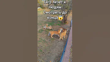 Тигр лезет к людям по решётке люди в шоке 😱 Тайган #shorts