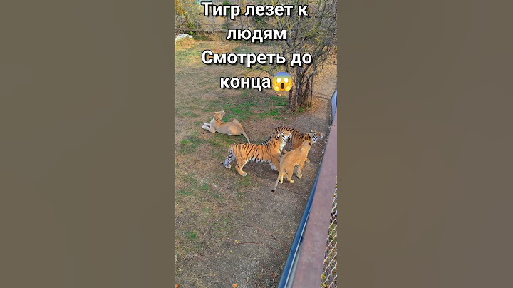 Тигр лезет к людям по решётке люди в шоке 😱 Тайган #shorts