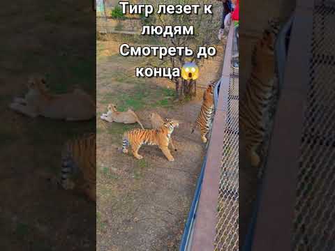 Видео: Зоологическа градина на Вроцлав (Ogrod Zoologiczny) описание и снимки - Полша: Вроцлав