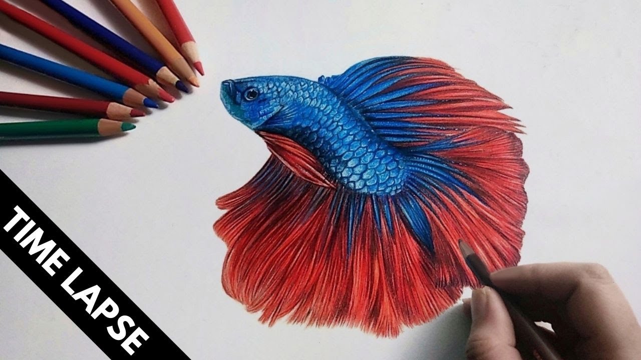 Draw Realistic Colored Betta Fish | Time Lapse Drawing - YouTube