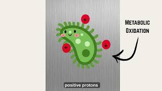 Life Sciences: How Water Can Become Fuel | Breakthrough Junior Challenge 2026