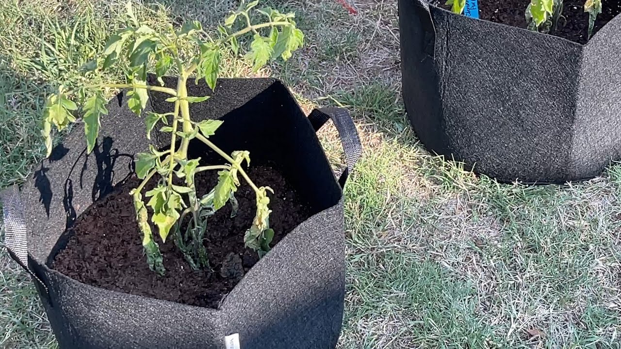 Easy Gardening! Vivosun Heavy Duty Grow Bags