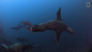 Waitt Expedition with National Geographic’s Pristine Seas in Cape Horn. Chile.