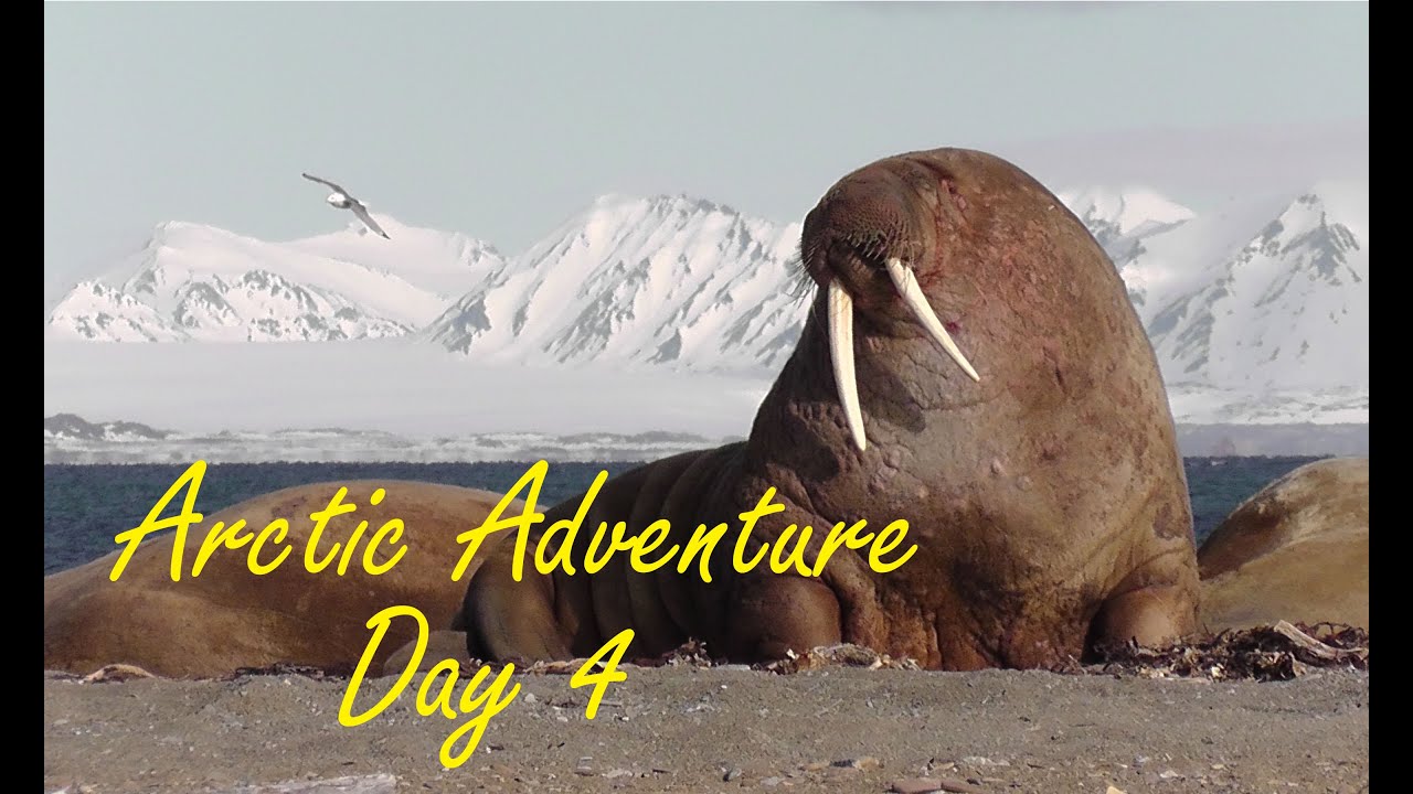 Polar Bear Safety & Walrus Herds (Day 4) - SVALBARD Arctic Adventure Vlog || PartTimeWanderlust