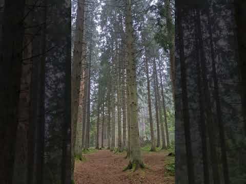 Cumbernauld Glen Morning Walk #2023 #Cumbernauld #mentalhealth