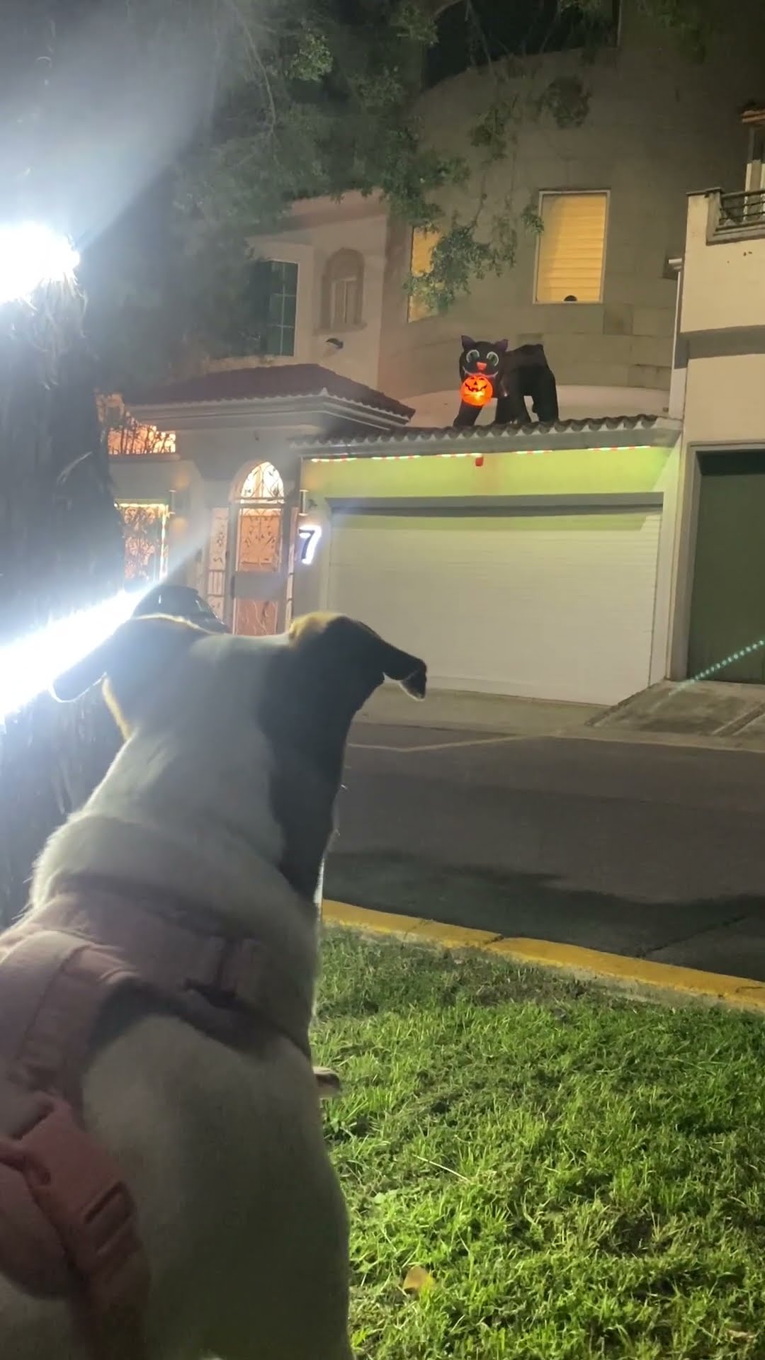 Dog Gets Spooked by Halloween Cat Decoration and Runs Away