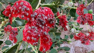 شرح مفصل عن الشفلح او القبار كل ما تريد معرفته Capparis spinosa