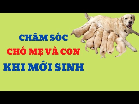 Video: Trường cố gắng cấm cậu bé khuyết tật dịch vụ từ chó vì cậu ấy là chó pit Bull