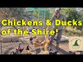 Raising Chickens &amp; Ducks Together, Backyard Permaculture Flock, Feathered Fellowship