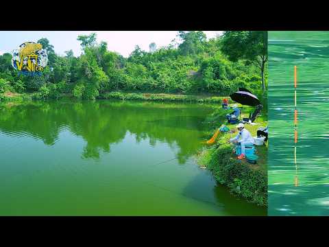 Bí Quyết: CÂU CÁ RÔ PHI ở Hồ Nhiều Cá Con