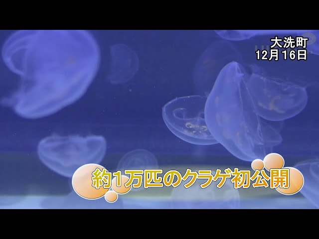 あおくらげページ あおくらげ (@Aokurage__) / Posts / X