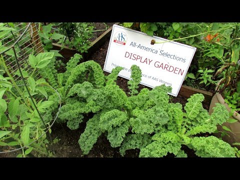 Introducing 'Prizm' Kale