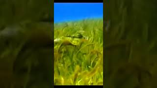 Aviso Vhs,Rivera Maya.