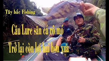 Câu Lure săn cá rô mó tại đập thủy điện Vực Tuần