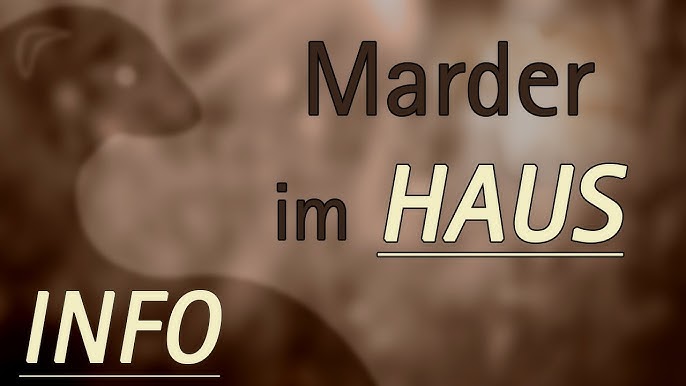 Marder vertreiben – Ratgeber und hilfreiche Tipps