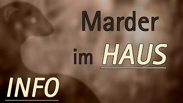 Wo halten sich die Marder tagsüber auf?