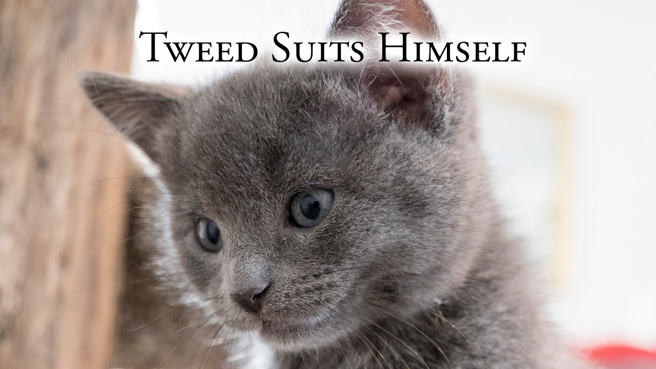 Tweed Suits Himself