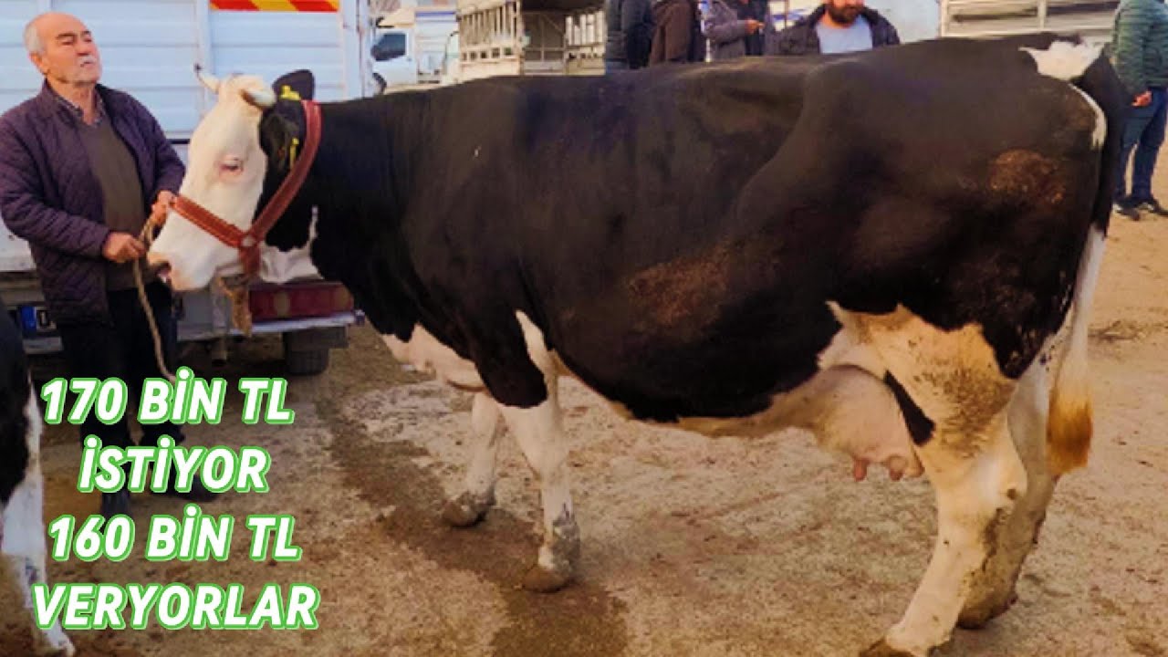 19.03.2025 CEYHAN BÜYÜKBAŞ HAYVAN PAZARI#hayvanpazari#inek #simental#holstein#dana#düve#kurbanlık