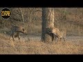 safariLIVE - Sunrise Safari - September 26, 2018
