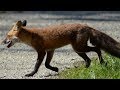 Wild red fox running  walking on trail
