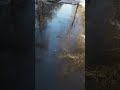 Mulpus Otter