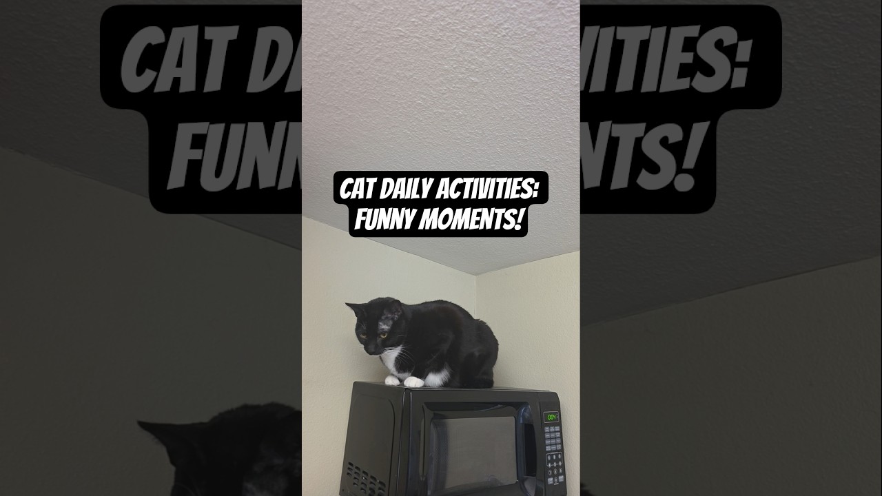 My Cats: The Best of Their Day 