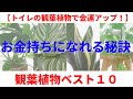 【トイレの観葉植物で金運アップ！】金運を爆上げする観葉植物厳選１０点。お金を引き寄せる風水＆お金持ちになれる秘訣｜トイレ掃除＋αで運気爆上がり♪
