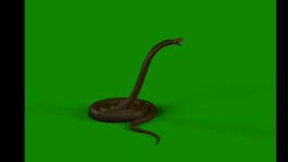 BLACK SNAKE GREEN SCREEN