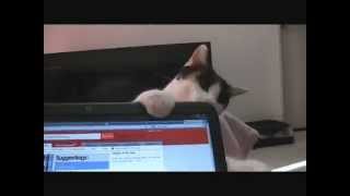 Bad Kitty Remix
