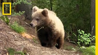 ヒグマの子供ラッキー 苦難の道のり | ナショジオ