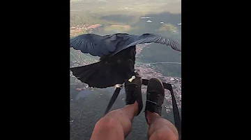 Как парапланерист встретил черного грифа 👀 😍