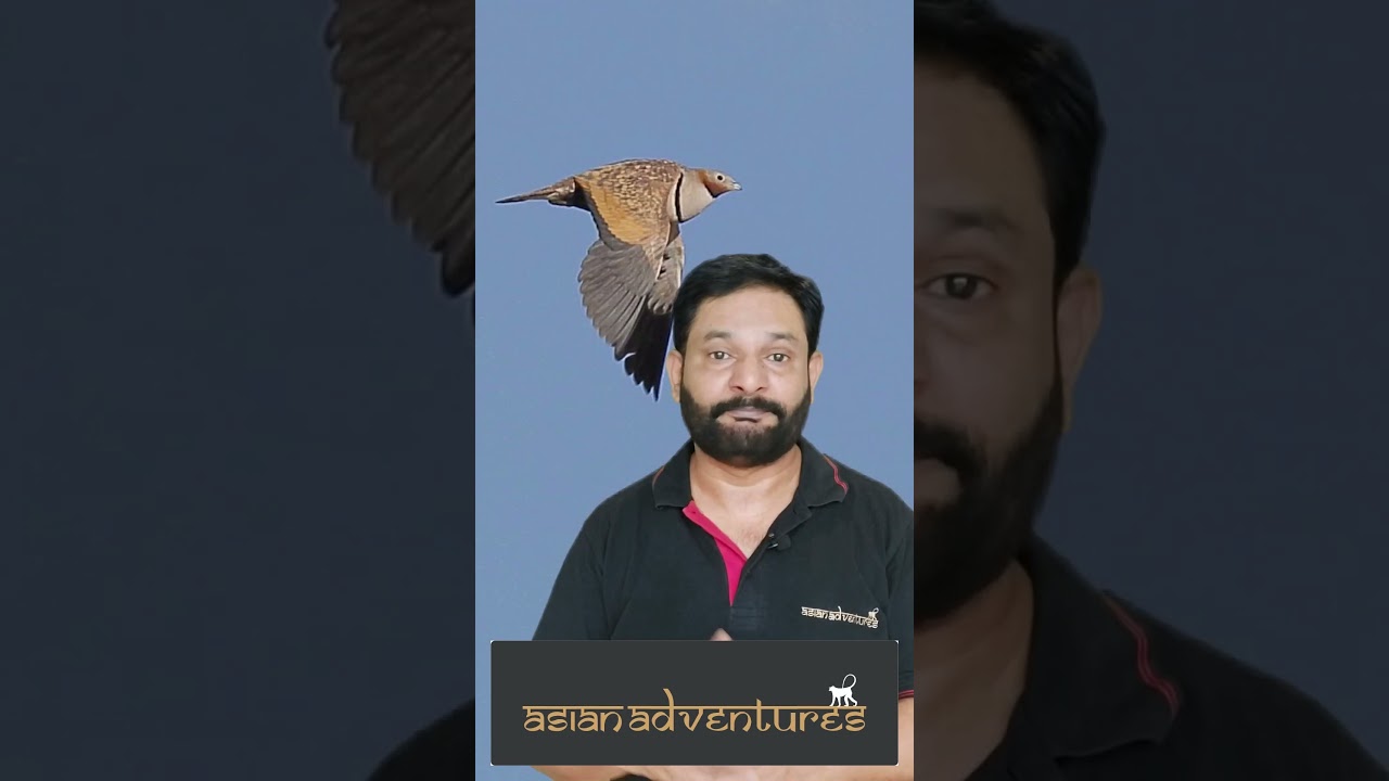 Are You Looking Bird Watching Destinations Near Rajasthan | Desert National Park Near Jaisalmer