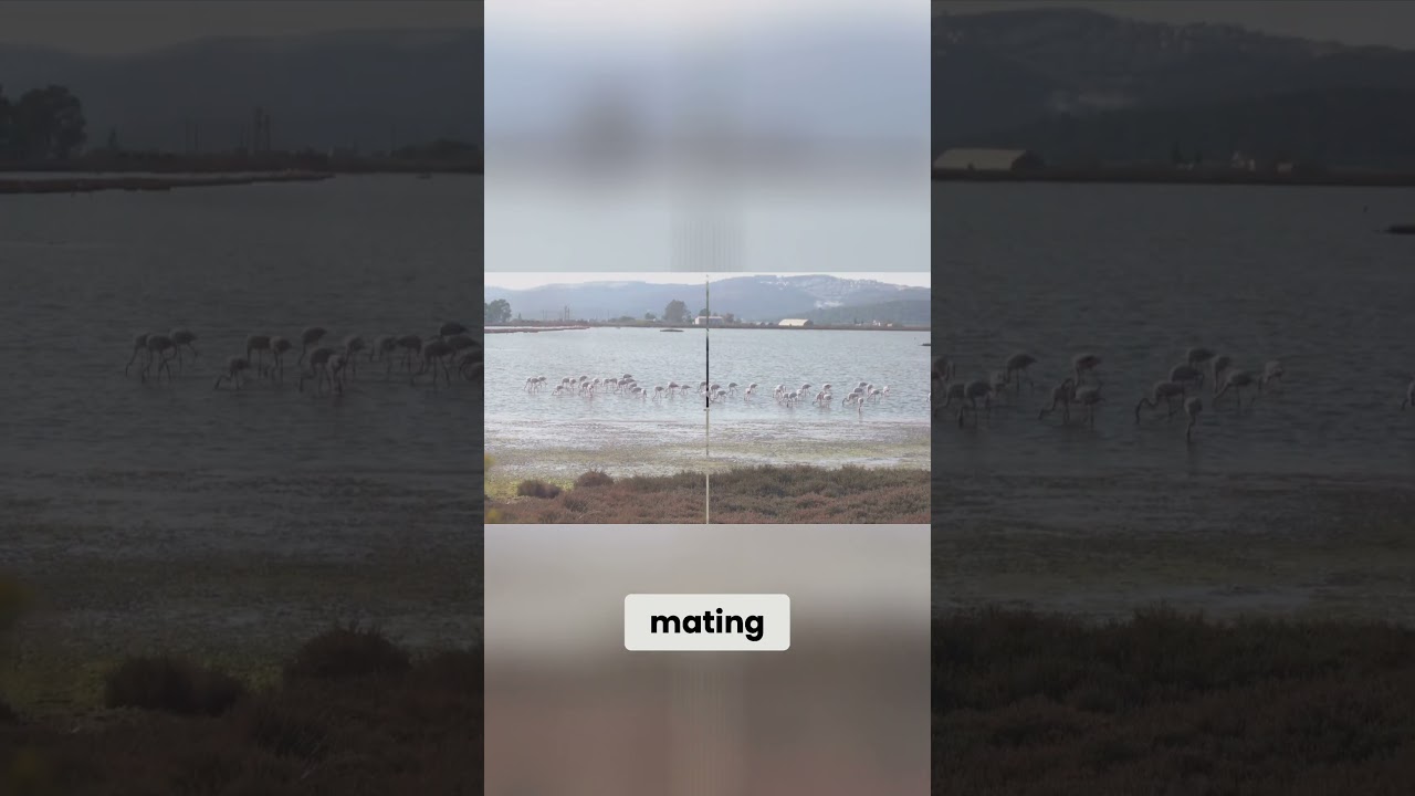 The Flamingo's Flamboyance  Exploring the Vibrant Colors and Social Behaviors 