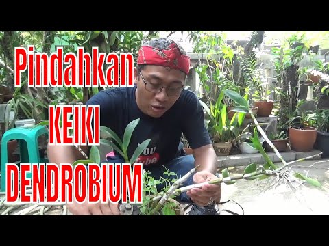 Video: Bagaimana dan bila hendak memindahkan orkid?